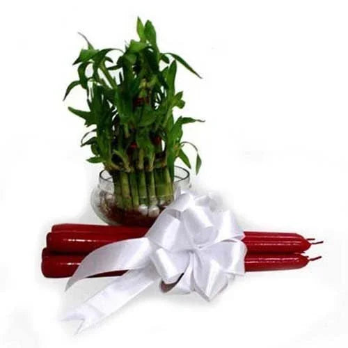 Lucky bamboo plant in glass vase with red candles tied with a white ribbon, gift arrangement