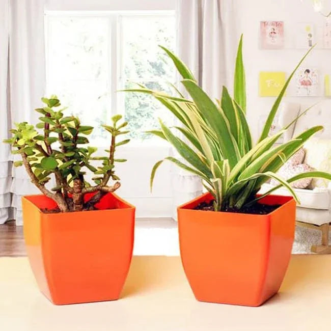 Two potted plants in orange pots on a windowsill.