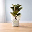 Delightful Rubber Plant customer review image