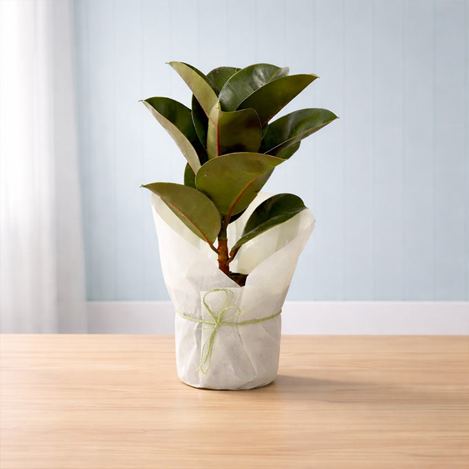 Rubber Air Purifying Plant in Plastic Pot | OyeGifts