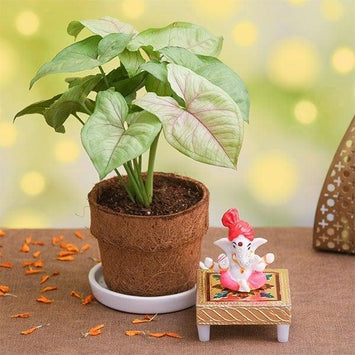 Diwali plants gifts online delivery at OyeGifts