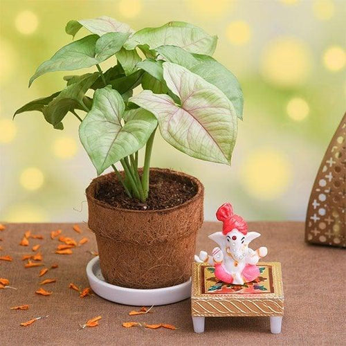 Potted plant with a small decorative Ganesh idol