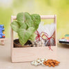 Birthday Plants Online