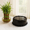 Send Plants To Noida