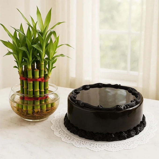 Chocolate Truffle Cake with 2 Tier Lucky Bamboo Plant