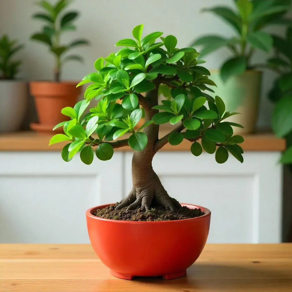 Elegant Ficus Bonsai