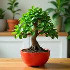 Elegant Ficus Bonsai customer review image