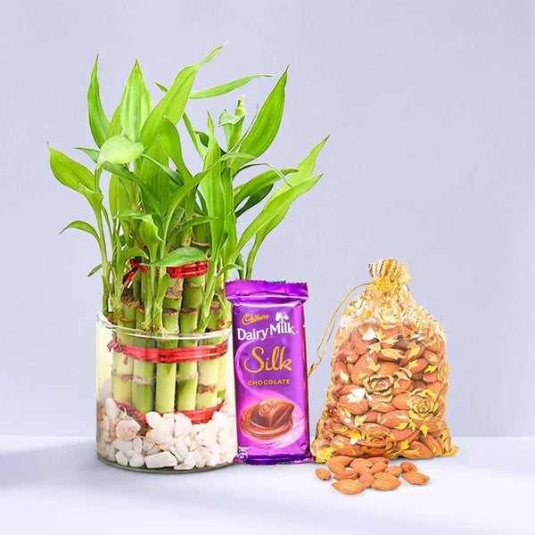 Bamboo plant in a glass jar, Cadbury Dairy Milk Silk chocolate, and a bag of almonds on a light gray background