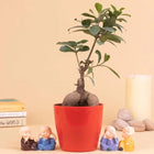 Ficus Bonsai Plant With 4 Baby Monk customer review image