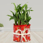 Kitkat With Two Layer Lucky Bamboo customer review image