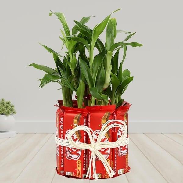 Two Layer Lucky Bamboo with 8 Nestle Kit Kat Chocolates