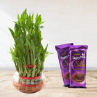 3 Layer Lucky Bamboo with 2 Dairy Milk Silk Chocolates customer review image