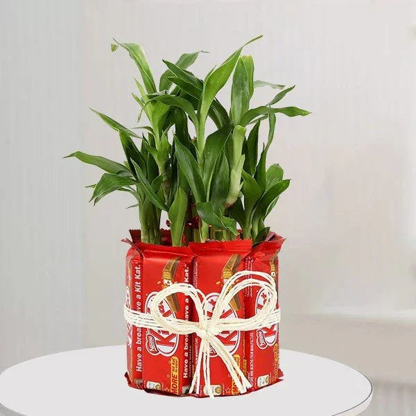 Lucky Bamboo Kit Kat Chocolate Gift | OyeGifts
