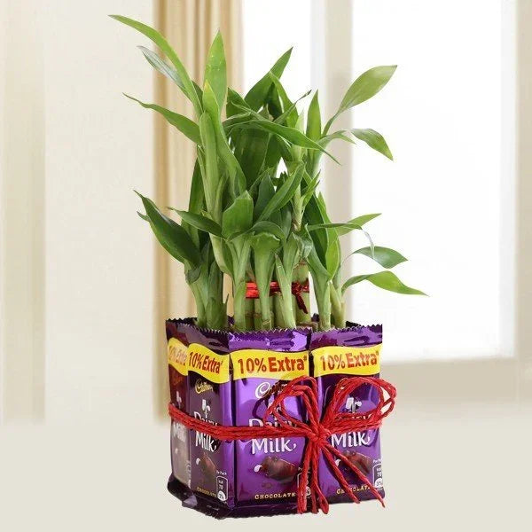 Charming 2 Layer Bamboo Plant