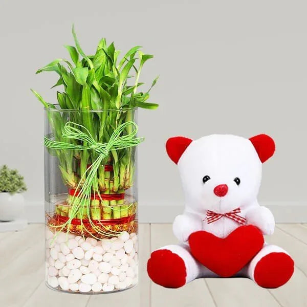 3 Layer Lucky Bamboo Terrarium with 6 Inch Teddy
