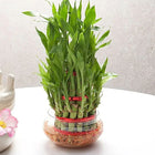3 Layer Lucky Bamboo Plant in Round Glass Planter customer review image