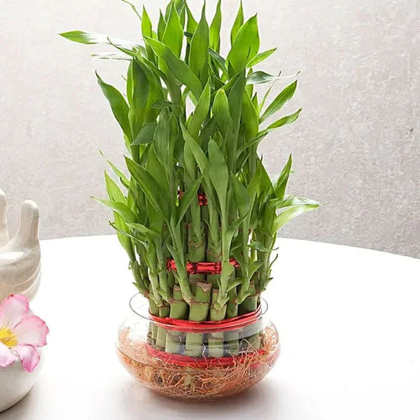 Three layer lucky bamboo plant in glass bowl, tabletop indoor plant gift