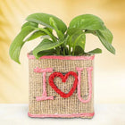 I Love You Money Plant customer review image
