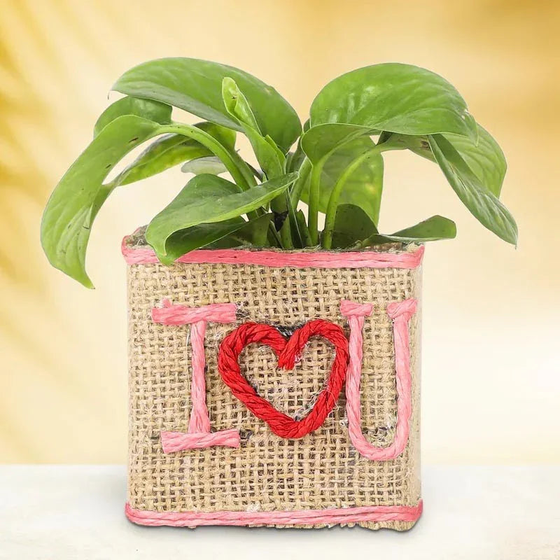 Plant in a burlap pot with 'I § U' embroidery on a yellow background