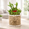 Valentines Day Plants