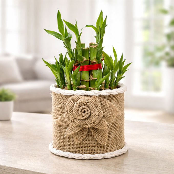 Two Layer Lucky Bamboo Plant in Decorative Jute Planter
