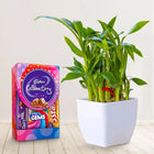 Lucky Bamboo With Small Cadbury Pack customer review image