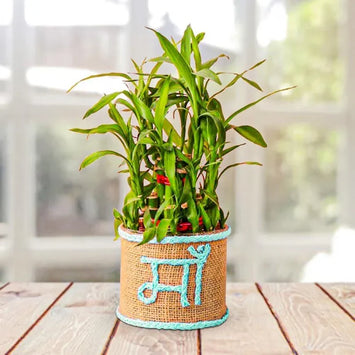 Mother's Day plant gift for mom