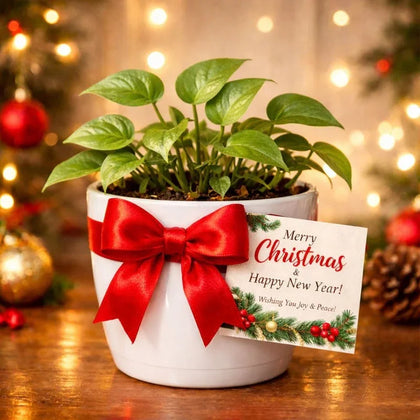 Merry Christmas Money Plant in White Ceramic Pot with Red Ribbon