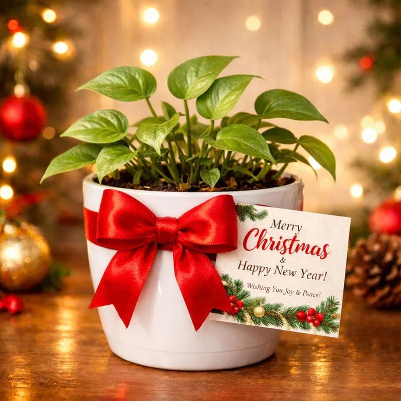 Merry Christmas Money Plant in White Ceramic Pot with Red Ribbon