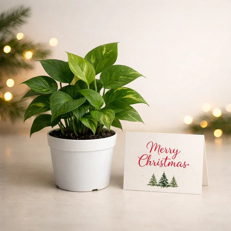Merry Christmas Money Plant in White Pot with Greeting Card