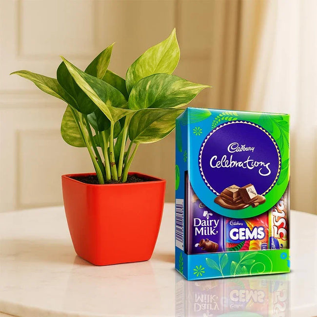 Money Plant with Cadbury Celebrations