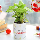Sugarplum Syngonium Neon Plant customer review image