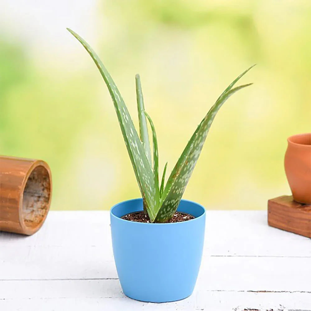 Potted aloe vera plant in a blue pot on a white surface with a blurred green background
