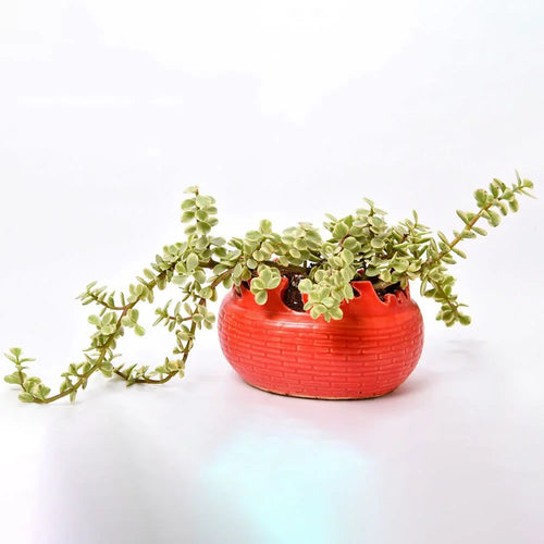 Red textured planter with a green plant on a white background