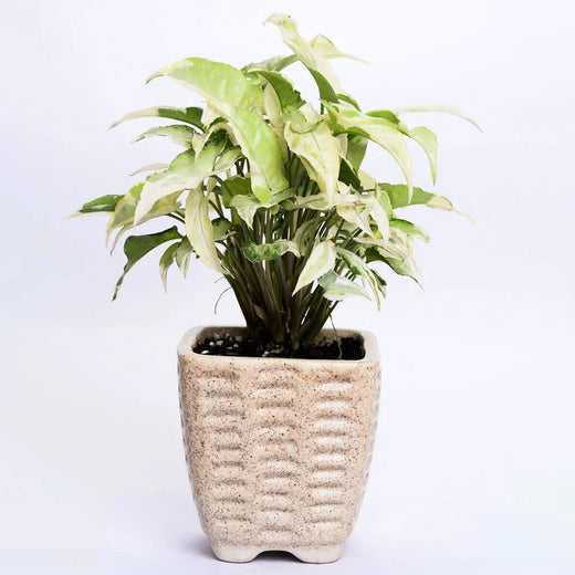 Sepia White Syngonium