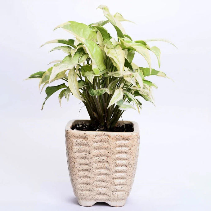 Sepia White Syngonium