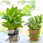Magnificent Money Plants In Jute Wrap For Happy Moments customer review image
