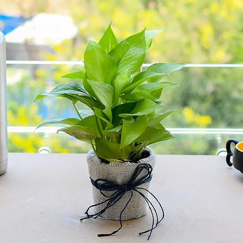 Potted plant with a black ribbon on a table 