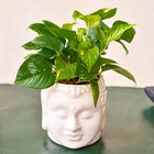 Magnificent Money Plant And Ceramic Pot customer review image