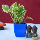 Gift Blessings Of Buddha With Money Plant customer review image