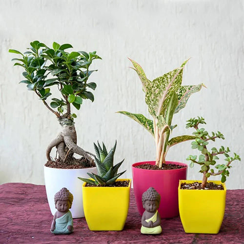 Five potted plants with colorful pots and small Buddha on a textured surface.