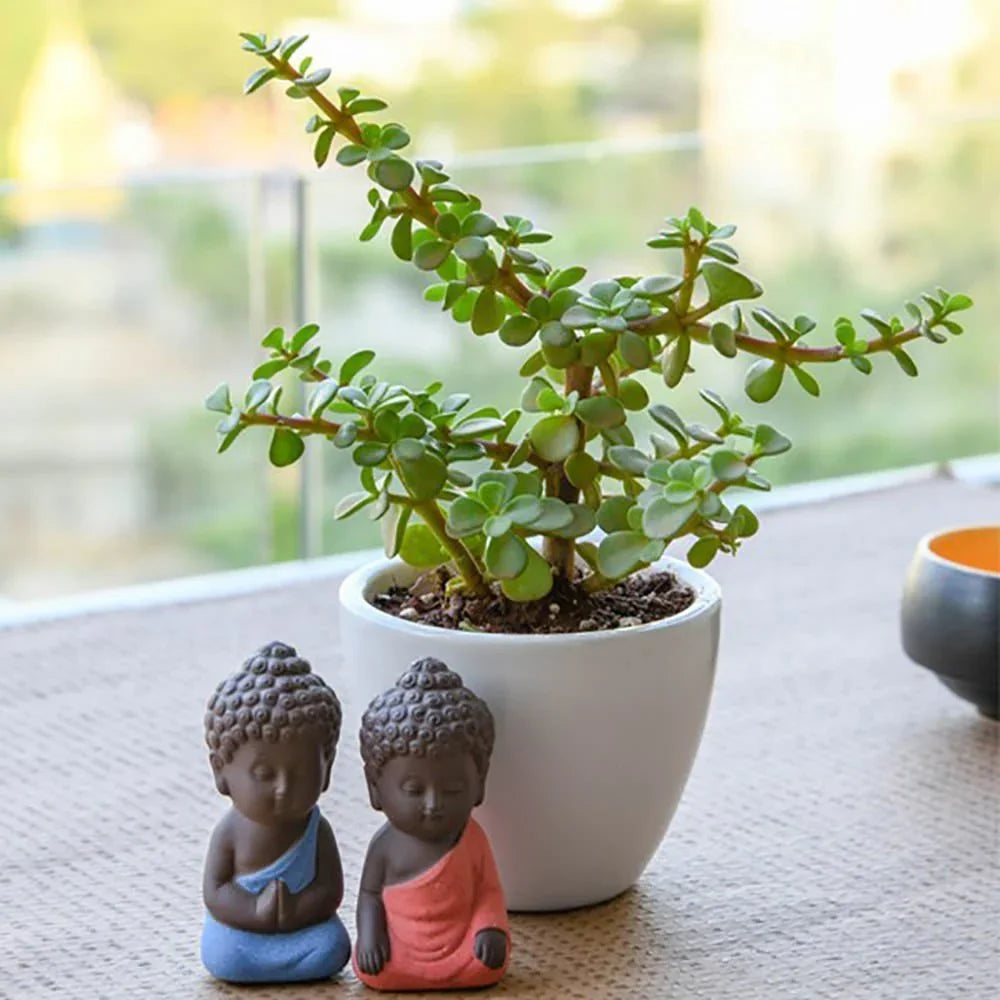 Spread Luck And Happiness With Jade Plant And Buddha