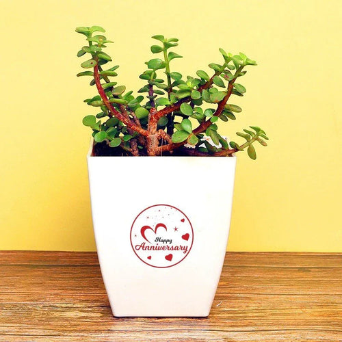Potted plant with a 'Happy Anniversary' message on a yellow background