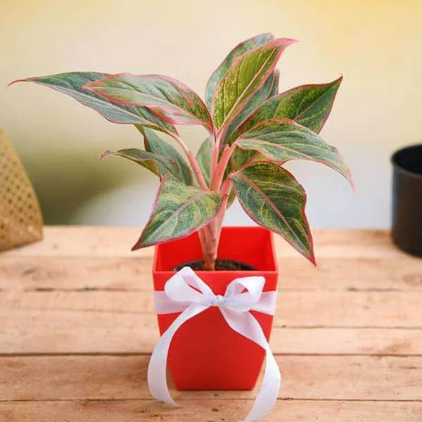 Aglaonema plant gift pack in a plastic square shape pot.