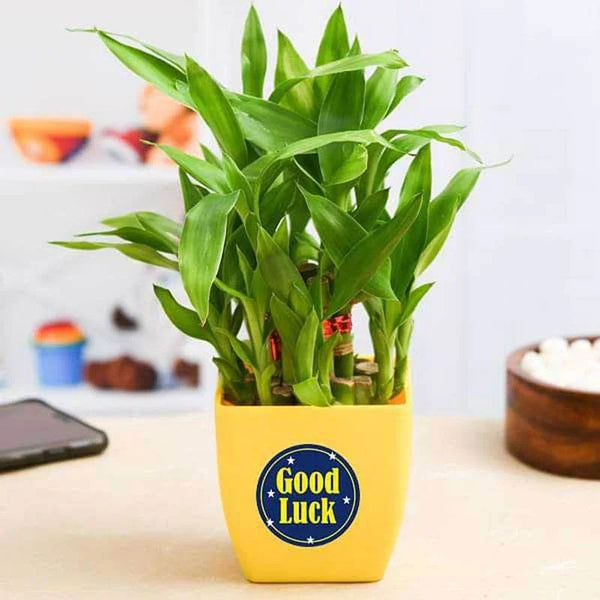 2 Layer lucky Bamboo for love