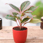 Aglaonema Siam Aurora, Aglaonema Lipstick Natural Plant customer review image