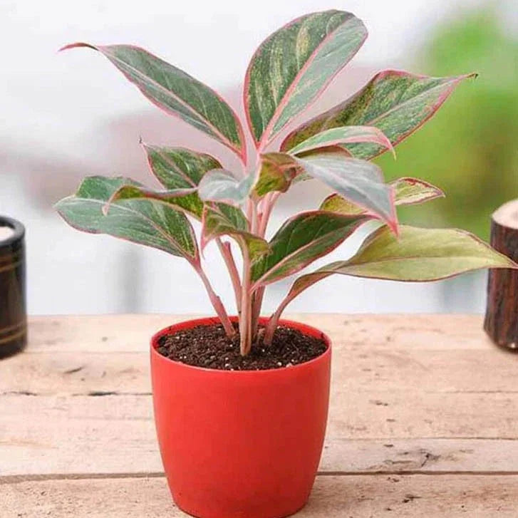 Potted plant with pink and green leaves on a wooden surface