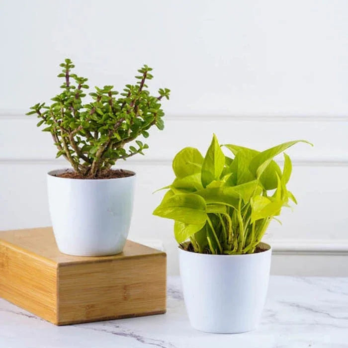 Tabletop Houseplant Combo (Jade N Money Plant)