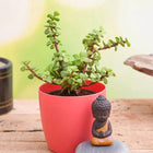 Jade Plant with Praying Buddha to Wish Good Fortune customer review image