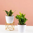 Air Purifier Plants Combo (ZZ, Snake Plant) customer review image